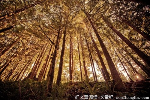 一个精神分裂者的谗语