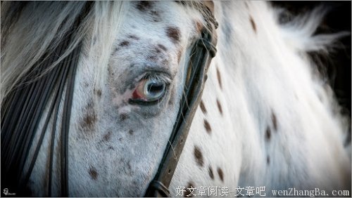 我读雪小禅