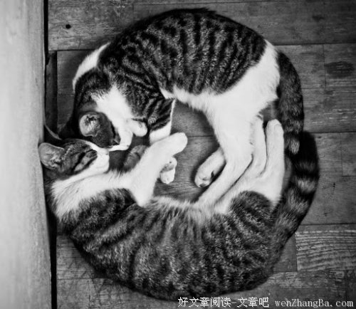 三秋住连随笔《棉花质量》