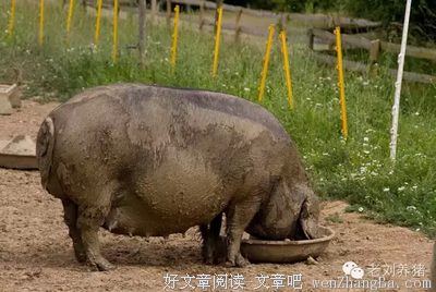 第二十八篇