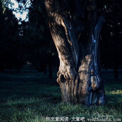 那些树