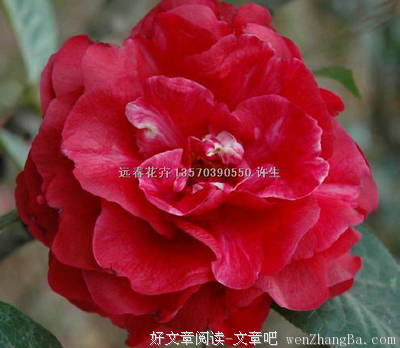 沙子比金子更珍贵