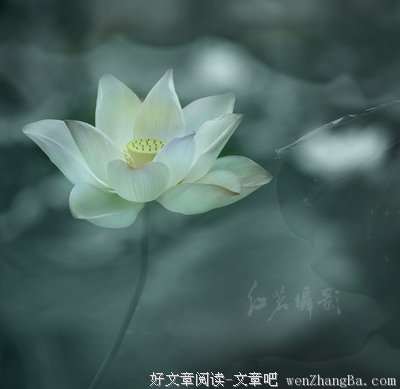 《你若盛开，清风自来》语录摘抄