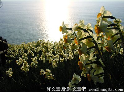 《水仙已乘鲤鱼去》经典句子