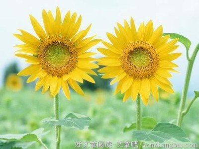 最全的《乐未央》小说句子