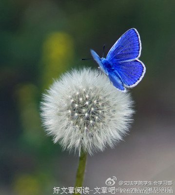 最经典的蓝蝴蝶zy名句欣赏