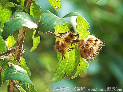 克雷洛夫10句经典名言