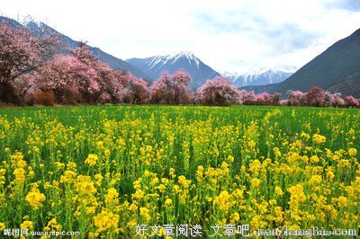 《梦里花落知多少》小说摘抄大全