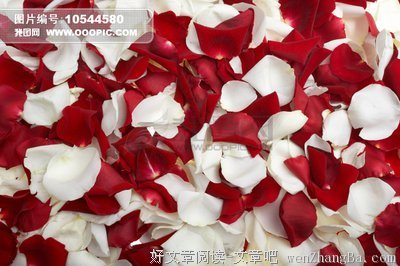 最新的《红玫瑰与白玫瑰》语录摘抄