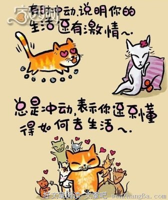 最新的猫语猫寻经典语录