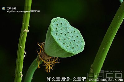 最经典的《初夏荷花时期的爱情》小说书摘大全