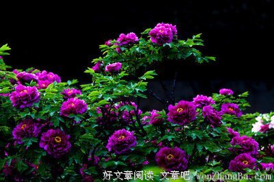 最经典的《我只是没有能力过我不想过的生活》名句欣赏