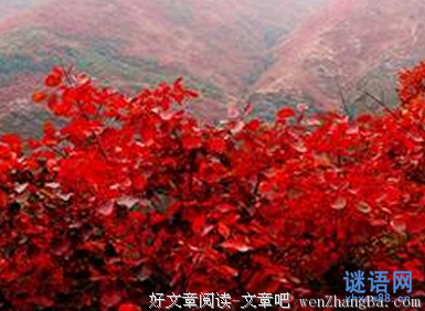 关于罕见的句子