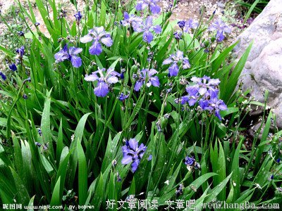 关于慈爱的唯美句子