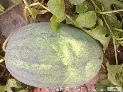 2017杨萧名言名句