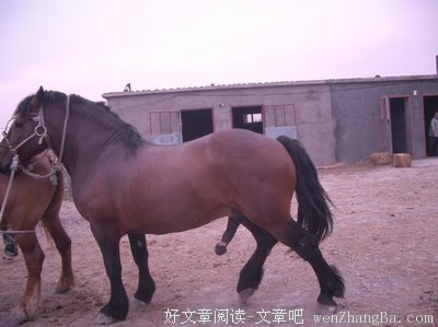 最经典的张景岳名句欣赏
