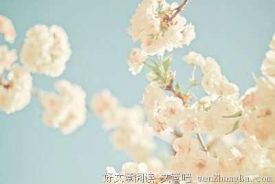 《薄荷荼靡梨花白》名句欣赏大全