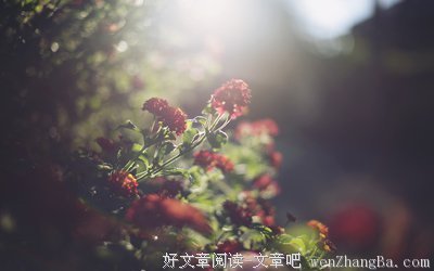 最全的《佳期如梦》小说句子大全