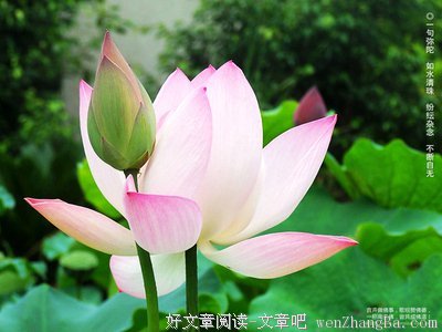 关于慈悲的格言
