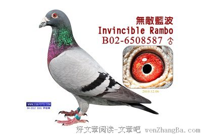 兰波精彩语录