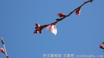 2017冰心的名言名句