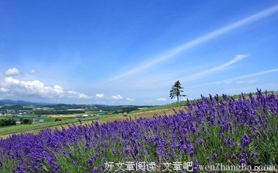最新的《初夏荷花时期的爱情》小说句子