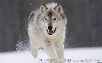 最全的蒙古族谚语的名言名句