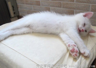 最经典的《这咬人的爱》经典句子
