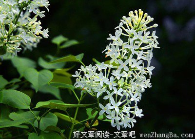 最新的《杂的文》语录摘抄