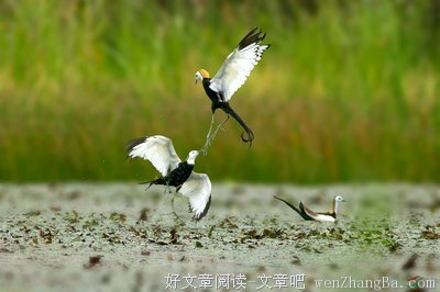 高高挂起的句子_关于高高挂起的句子