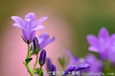 《不抱怨的世界：爱上生命中的不完美》好段摘抄