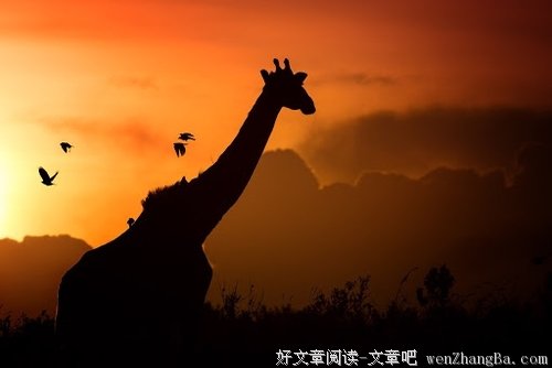 白岩松的“身教”