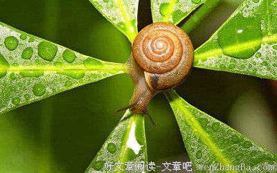 站在终占线上的蜗牛