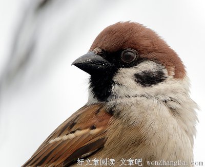 麻雀