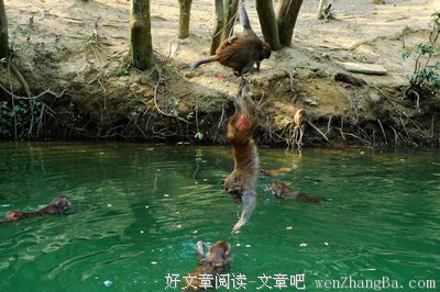 水猴