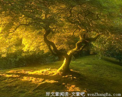 家是一棵流泪的树