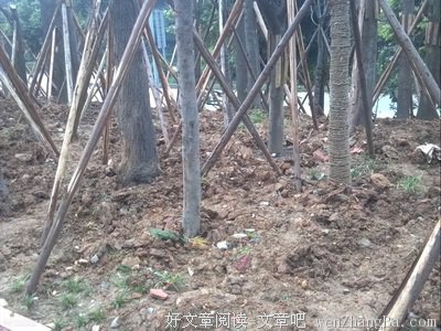 树死以后