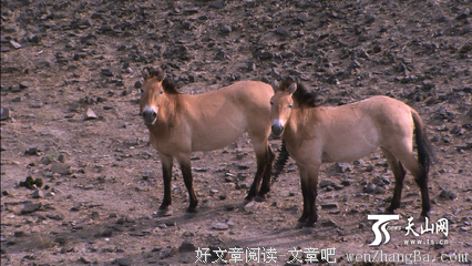明月出天山
