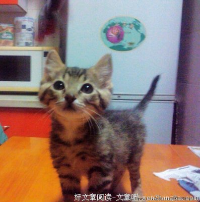  爸爸的花椒糖