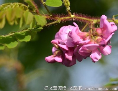 偷来的紫藤