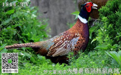要饭的汉子