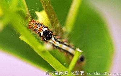  毛毛虫“拔根儿”
