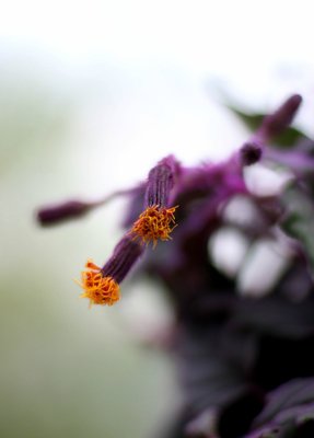 你的花会开在你想要开的枝头