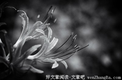 开到荼蘼花事了