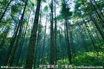 月光照彻松树林