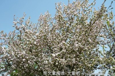 西花厅的海棠花又盛开