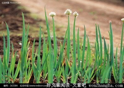 小葱青青