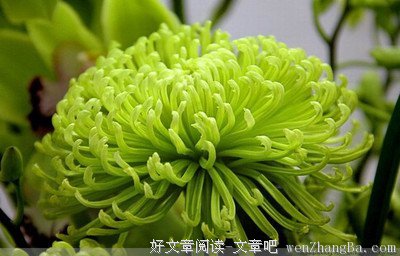 大村智：从放牛少年到诺贝尔奖得主