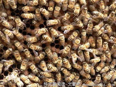 换一种方式吃蜂蜜