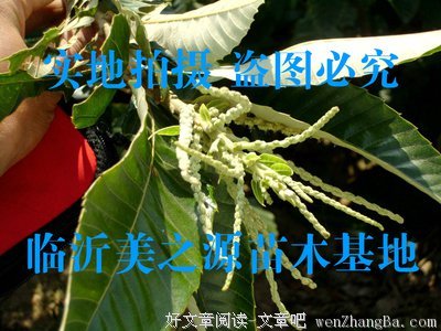 栗子和无花果